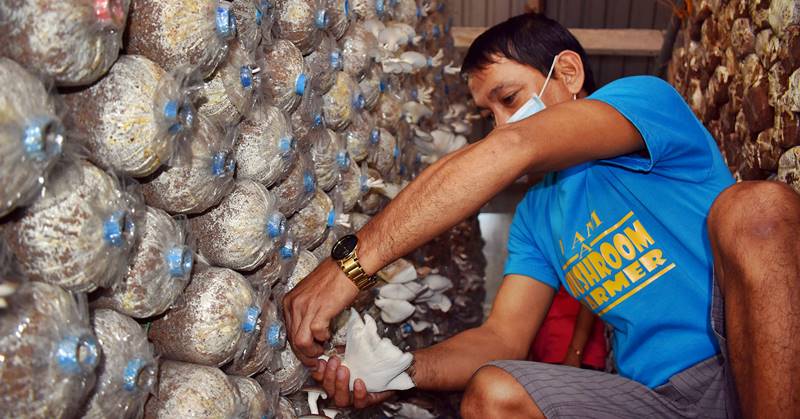 Ex-OFW-Gains-Sustainable-Income-by-Growing-Mushrooms