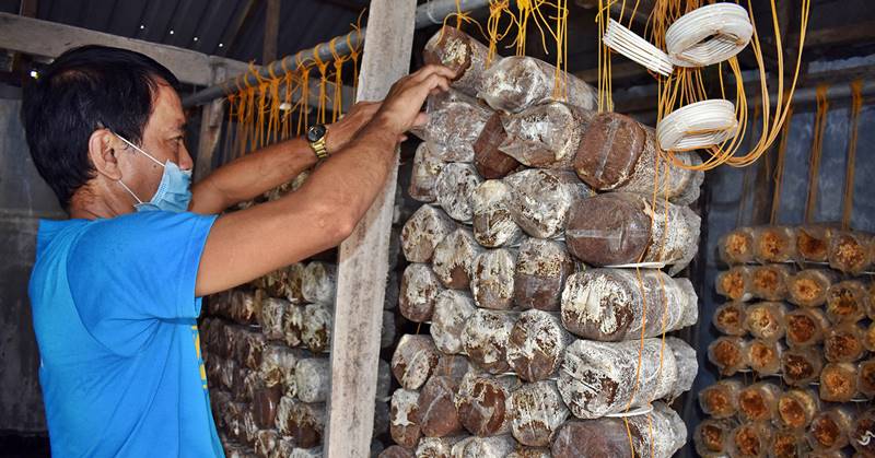 freddie-usita-mushroom-production-filipino