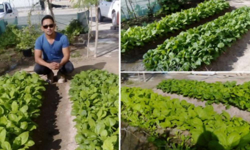 Qatar Ofw Plantsman Creates Urban Vegetable Garden Next To Construction Site The Pinoy - Pinoy Vegetable Garden Photos Qatar Ofw Plantsman Creates Urban Vegetable Garden Next To Construction Site The Pinoy - Pinoy Vegetable Garden Photos