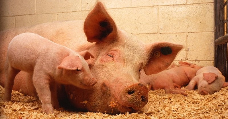 DA Bans Pork and Pork Products from 18 Countries 1