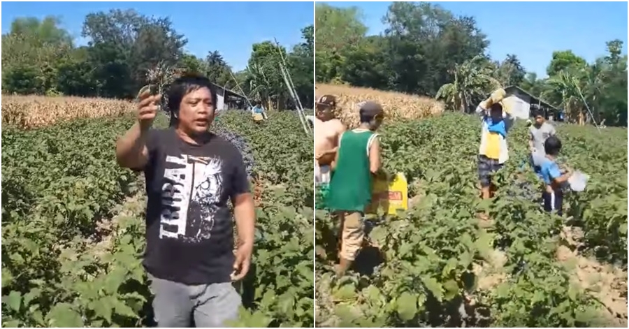 VIDEO Farmer Gives Away Vegetable Harvest to Neighbours in Need