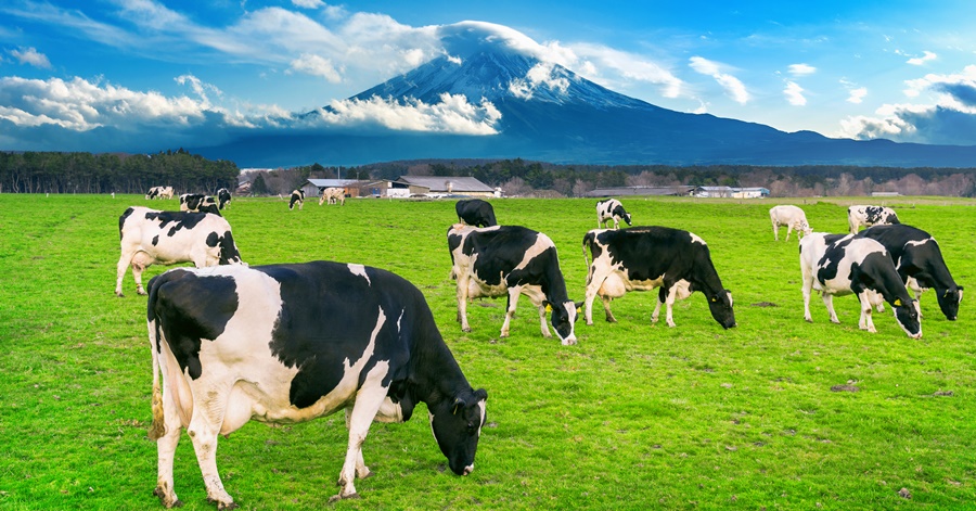 how-much-is-the-salary-of-a-dairy-farmer-in-new-zealand-the-pinoy-ofw