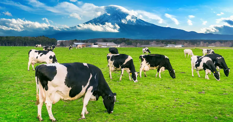 How Much Is The Salary Of A Dairy Farmer In New Zealand The Pinoy OFW