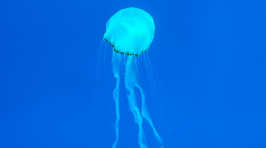 Girl Dies from Jellyfish Sting OFW Mom Unable to Come Home