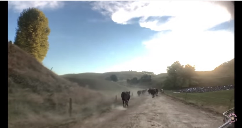 [VIDEO] A Day in the Life of a Pinay Dairy Farmer in New Zealand