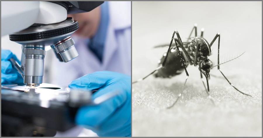 GOOD NEWS: DOST to Launch First-Ever Cure to Dengue
