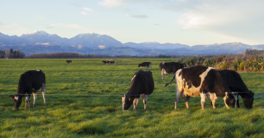 [VIDEO] A Day in the Life of a Pinay Dairy Farmer in New Zealand