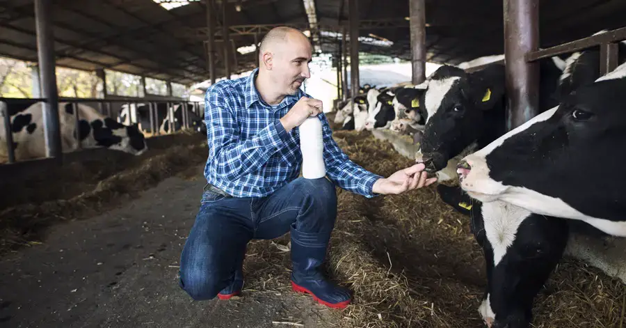 dairy farmer in japan