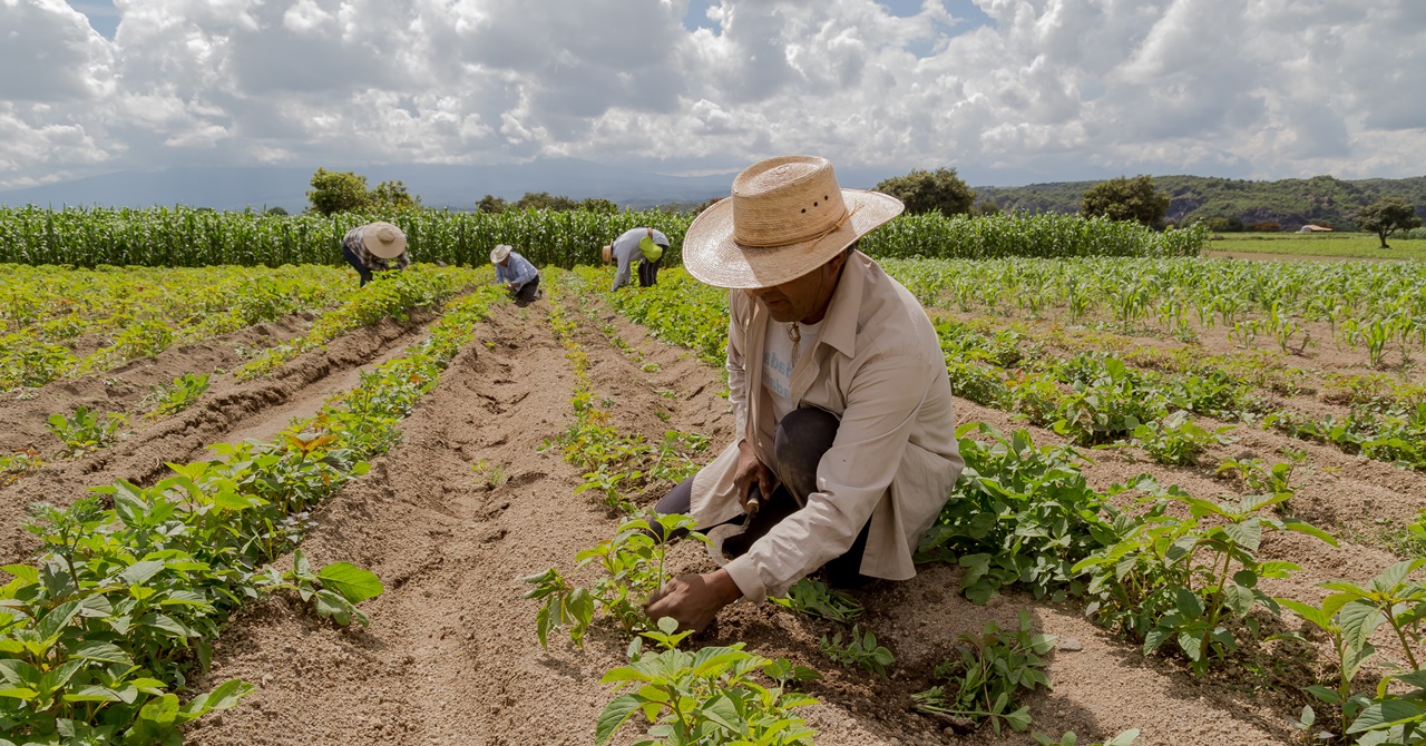 salary-of-a-farmer-in-japan-the-pinoy-ofw