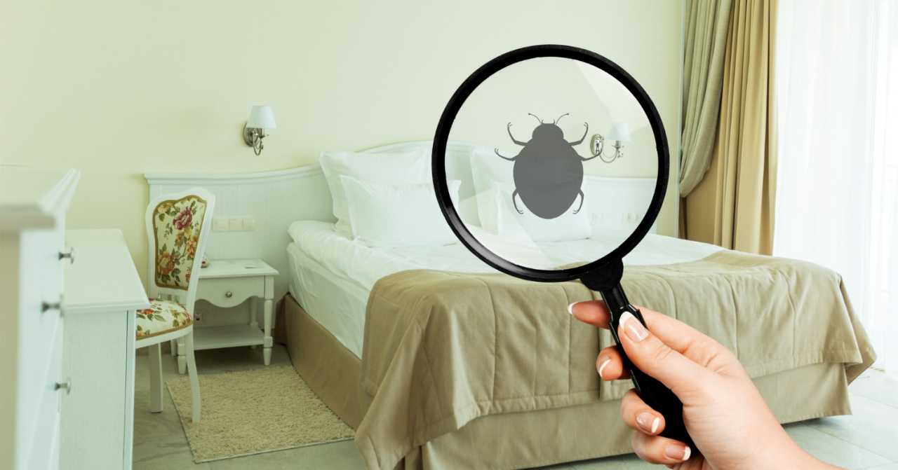 How to Get Rid of Bed Bugs in Philippines