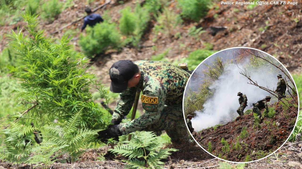 PhP31.3M Worth of Marijuana Plants Burned in Mountain Province-Kalinga Operation