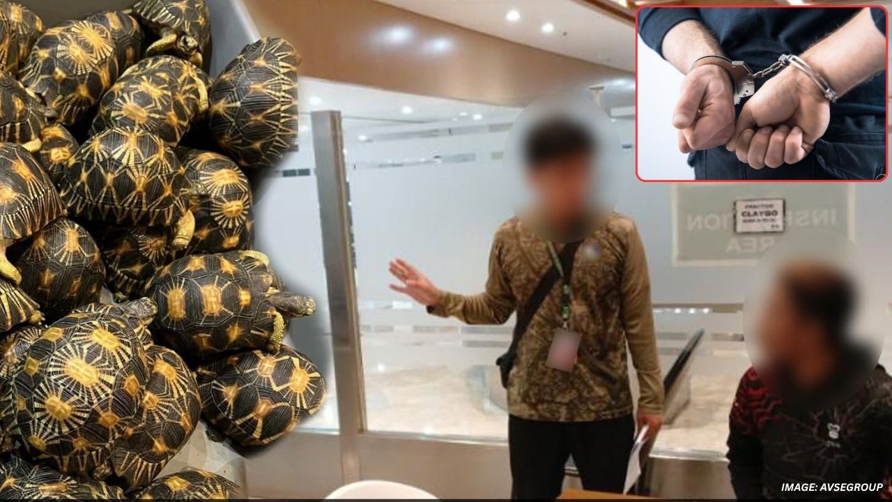 50 Indian Star Tortoises Seized at NAIA Terminal 1; Malaysian Passenger Arrested